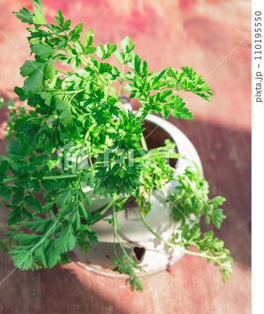Fresh Italian Parsley in Old Vintage Pot on Wood Fresh Italian Parsley in Old Vintage Pot on Wood 110195550