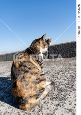 堤防でくつろぐ三毛猫 110195626
