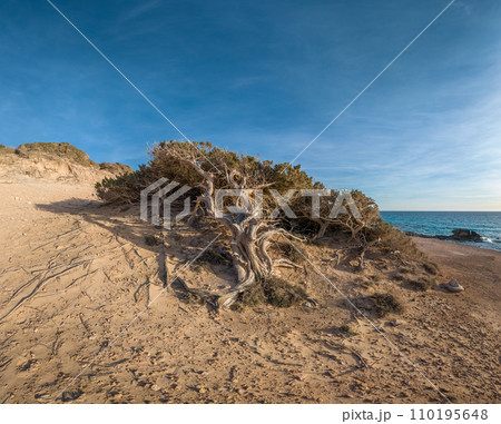 Windswept Tree on Coastal Sand Dunes Under Blue Sky Windswept Tree on Coastal Sand Dunes Under Blue Sky 110195648