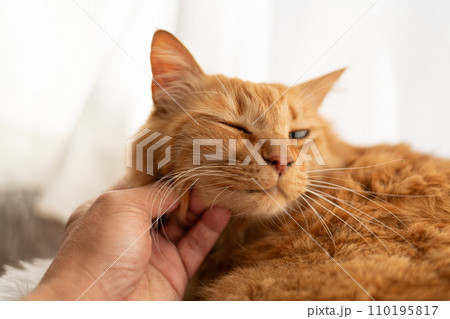 猫を撫でる 茶トラ猫 猫を撫でる 茶トラ猫 110195817