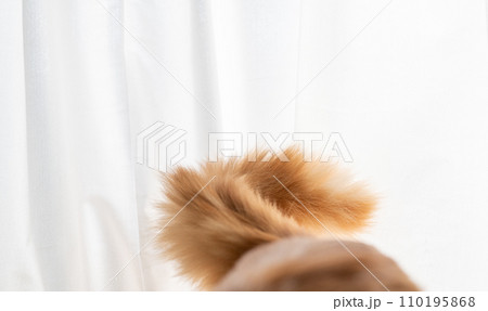 ふわふわな猫のしっぽ 茶トラ猫 ふわふわな猫のしっぽ 茶トラ猫 110195868