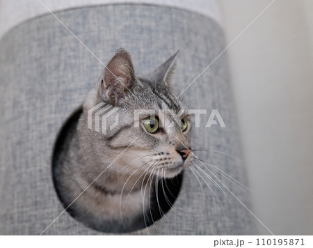 キャットタワーに入った猫 サバトラ猫 キャットタワーに入った猫 サバトラ猫 110195871