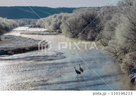 音羽橋から輝く霧氷　セツリ川とタンチョウ 110196213