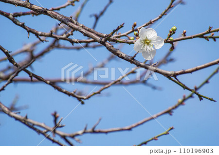 花 フラワー お花 110196903