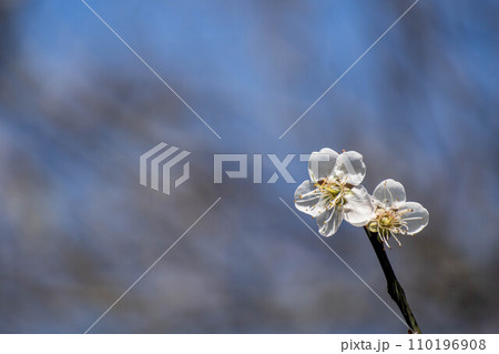 花 フラワー お花 110196908