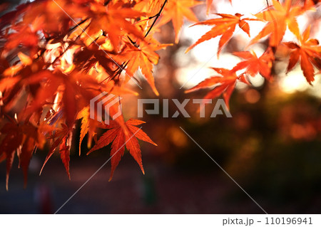 真っ赤な紅葉 真っ赤な紅葉 110196941