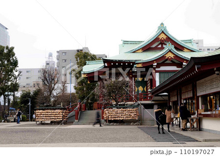 梅が咲く亀戸天神社 110197027