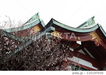 梅が咲く亀戸天神社 梅が咲く亀戸天神社 110197030