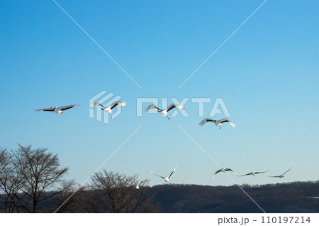 タンチョウの印象 タンチョウの印象 110197214