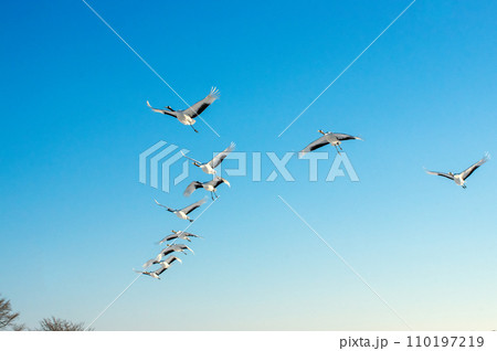 寒い朝、青空を飛ぶタンチョウ鶴の印象 110197219