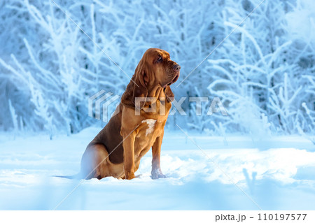 Portrait of an adult bloodhound in a winter landscape against a background of snow-covered trees. Portrait of an adult bloodhound in a winter landscape against a background of snow-covered trees. 110197577