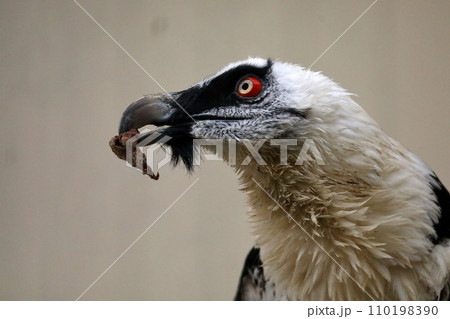 エサを咥えたヒゲワシの横顔 110198390