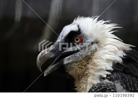 口を開いたヒゲワシの横顔 口を開いたヒゲワシの横顔 110198392