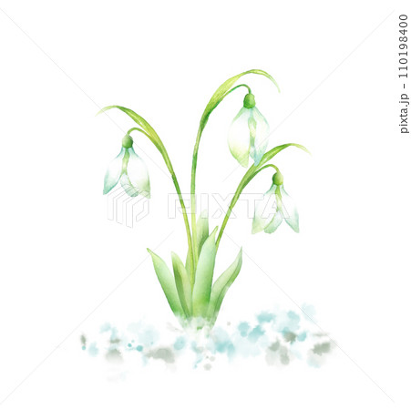 雪の中に咲くスノードロップの水彩画 110198400