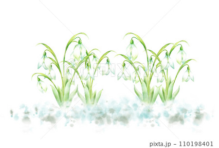 雪の中に咲くスノードロップの水彩画 110198401