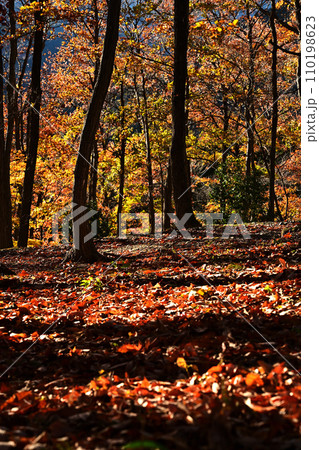 秋の落ち葉の絨毯 110198623