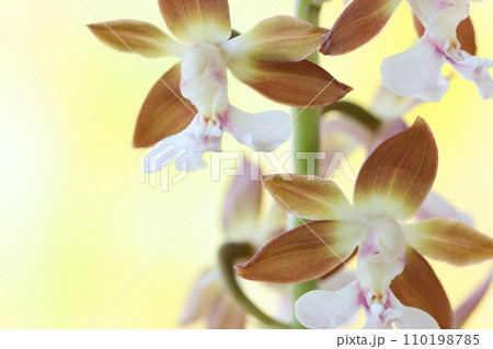 地エビネ　海老根蘭　地味な花　山野草　茶色　明るい背景 110198785