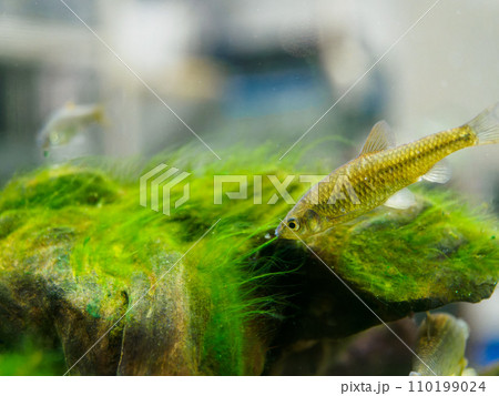 藻と小さな魚 110199024