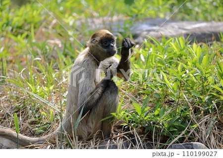 座って草を食べるジェフロイクモザル 110199027