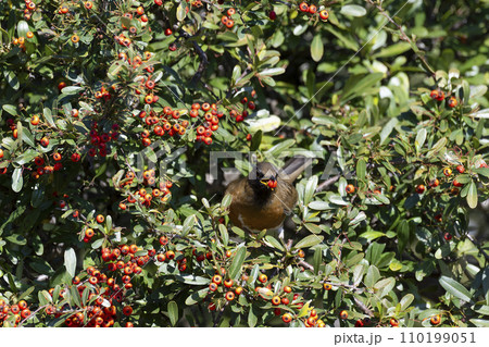 アカハラ 110199051