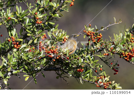 アカハラ アカハラ 110199054