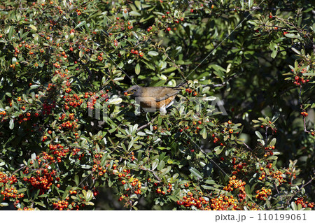 アカハラ アカハラ 110199061