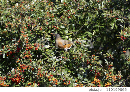 アカハラ 110199066