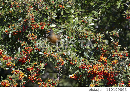 アカハラ 110199068