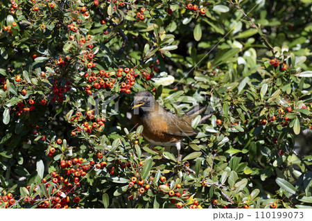 アカハラ 110199073