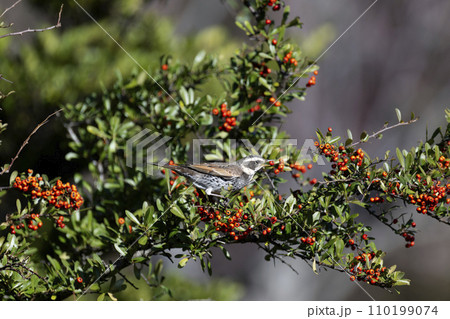 ツグミ ツグミ 110199074