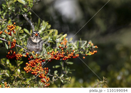 ツグミ ツグミ 110199094