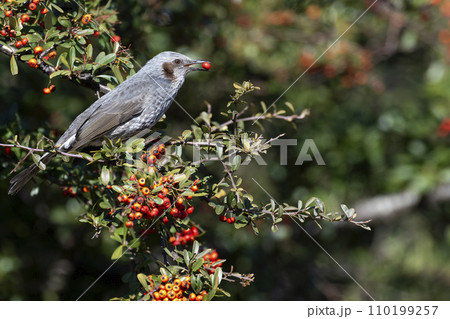 ヒヨドリ ヒヨドリ 110199257