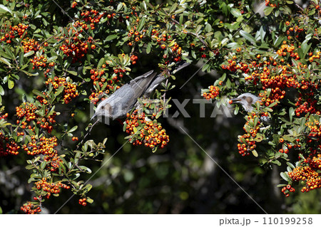 ヒヨドリ ヒヨドリ 110199258