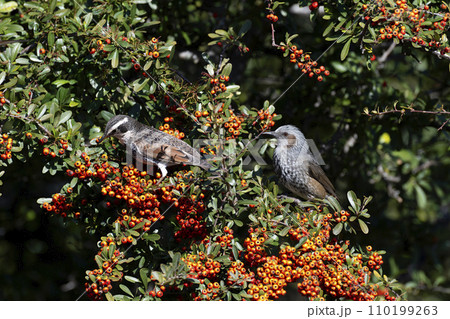 ヒヨドリ ヒヨドリ 110199263