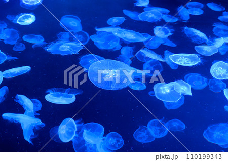 すみだ水族館 すみだ水族館 110199343