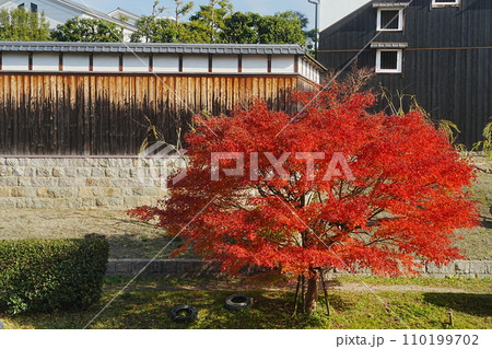 伏見酒倉の紅葉 伏見酒倉の紅葉 110199702
