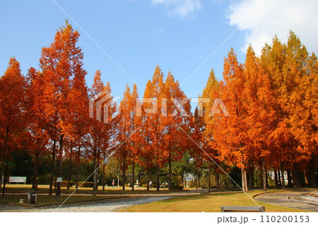 秋の風景 秋の風景 110200153
