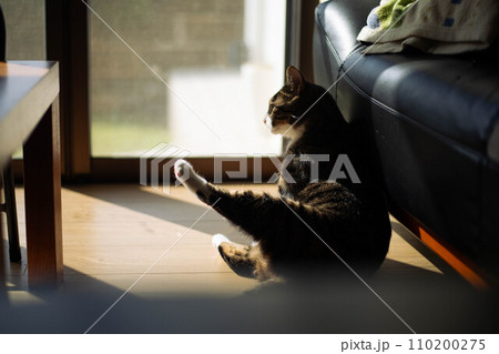 後ろ足を上げる猫 110200275