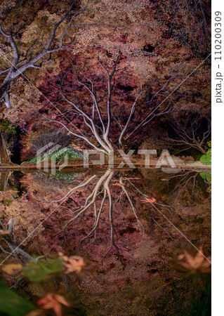 紅葉の庭園 三十路苑 長崎県雲仙市 紅葉の庭園 三十路苑 長崎県雲仙市 110200309