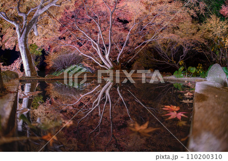 紅葉の庭園 三十路苑 長崎県雲仙市 紅葉の庭園 三十路苑 長崎県雲仙市 110200310
