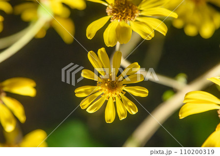紅葉の庭園　三十路苑　長崎県雲仙市 110200319