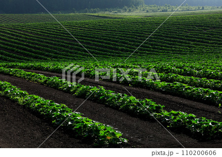 【北海道】野菜畑 【北海道】野菜畑 110200606