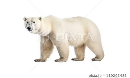 Polar bear on the transparent background 110201481