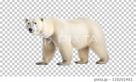 Polar bear on the transparent background 110201481
