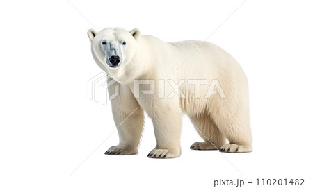 Polar bear on the transparent background 110201482