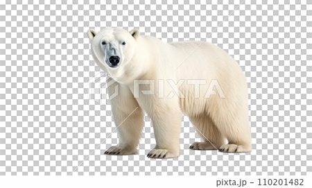 Polar bear on the transparent background 110201482
