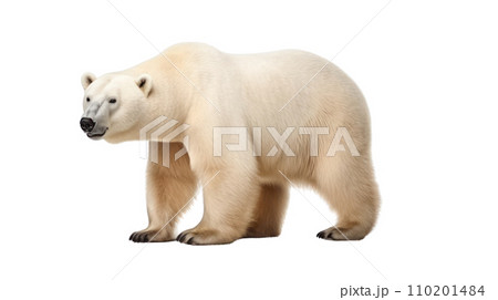 Polar bear on the transparent background Polar bear on the transparent background 110201484