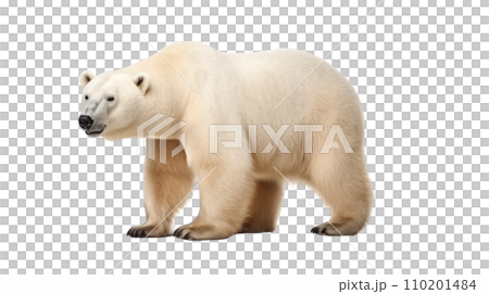 Polar bear on the transparent background 110201484