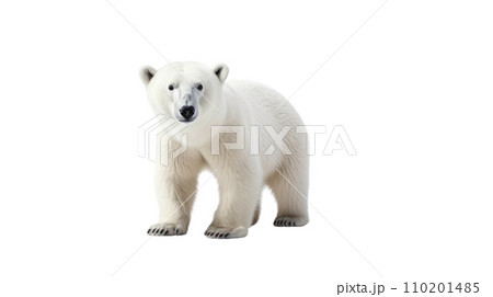 Polar bear on the transparent background 110201485