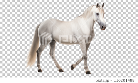 Arabian horse on the transparent background Arabian horse on the transparent background 110201499